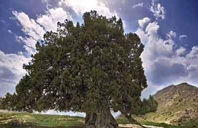 ثبت ۱۵ اثر طبیعی همزمان با هفته درختکاری