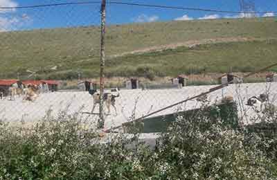 قدیمی بودن برخی مناطق پایتخت از دلایل افزایش موش‌ها/ رهاسازی سگ‌های ولگرد از شهرهای همجوار در تهران