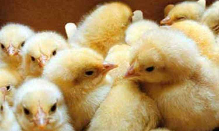 پیش‌بینی کاهش قیمت مرغ در ماه‌های آینده
